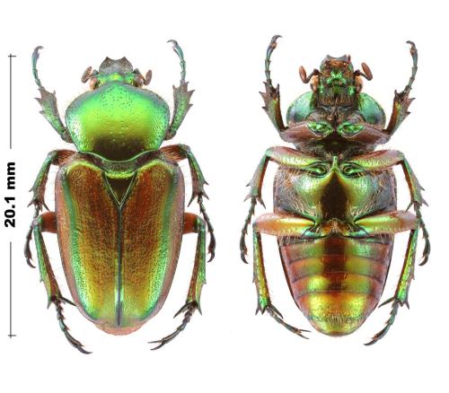 Réf. 353 915 : Phaedimus zebuanus kachikun